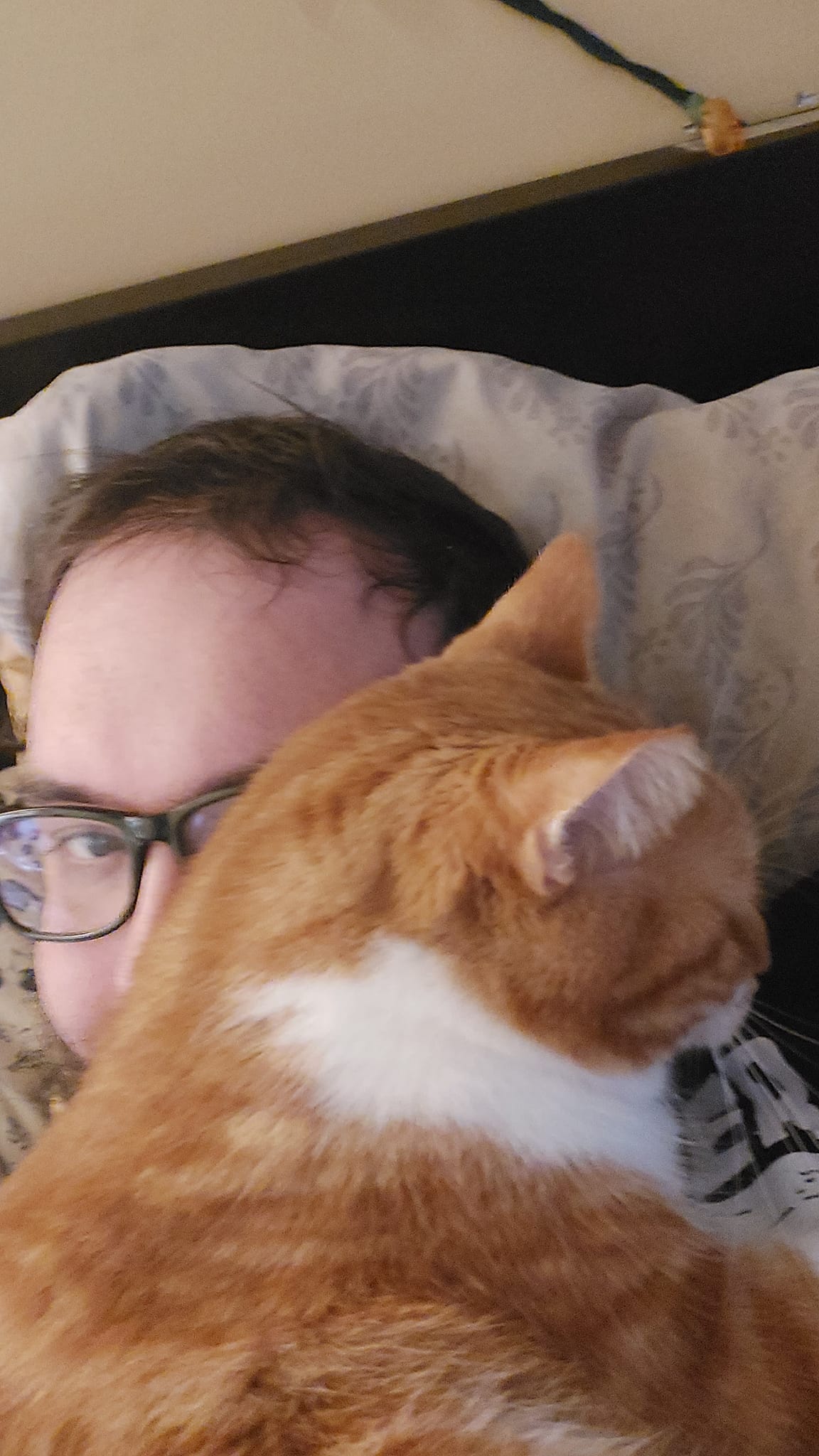 A man with short hair and bushy facial hair lies in bed with an orange cat obscuring most of his head and all his torso